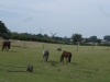 dsc04297-800x533