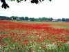 kl-mohnfeld