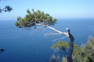 Vom Wind gebogen