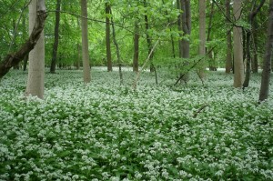 Bärlaubblüte21-05-13