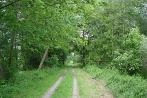 DSC05501  Radweg durch Rheinauen (640x427)